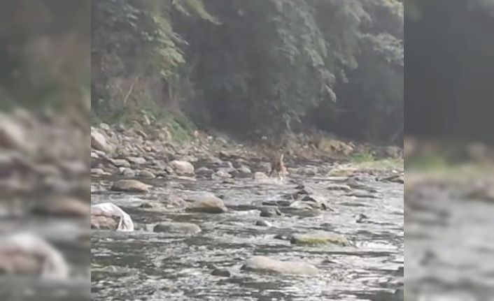 Sıcaktan bunalan karaca serinlemek için girdiği derede görüntülendi