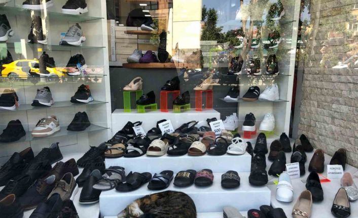 Sıcaktan bunalan kedinin çözümü görenlerin içini ısıttı