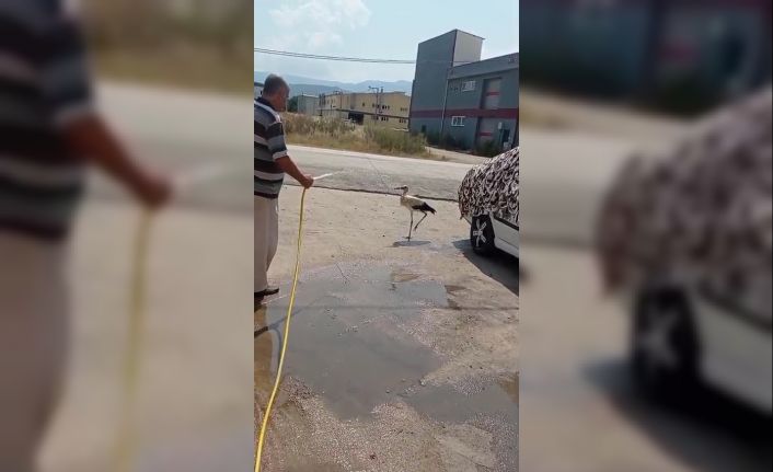Sıcaktan bunalan leyleği hortumla serinletti