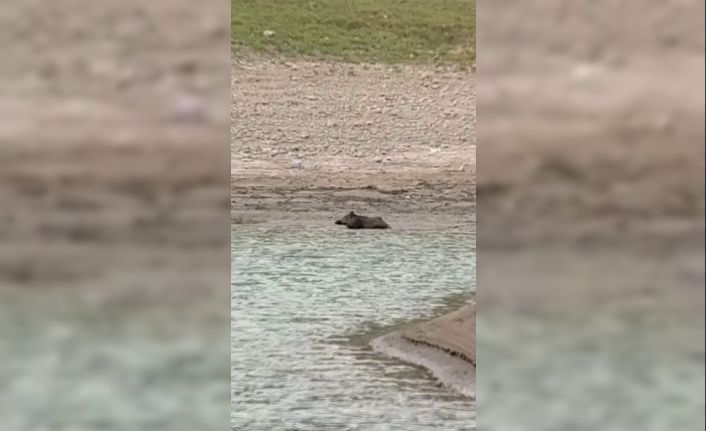 Sıcaktan bunalan yaban domuzu gölde serinledi