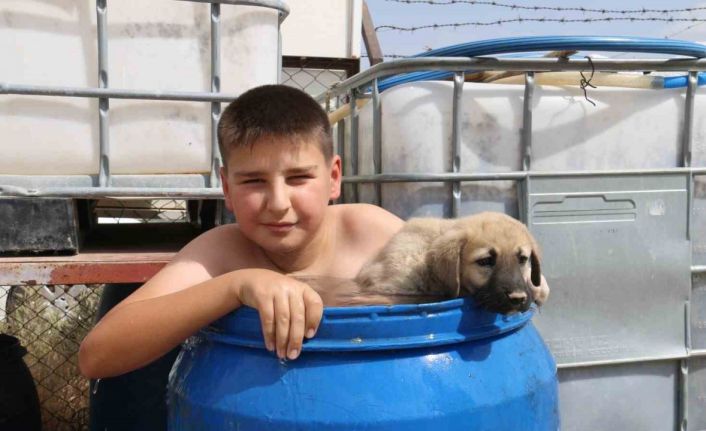 Sıcaktan bunaldı yavru kangal ile aynı varilin içinde serinledi