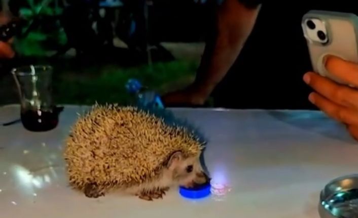 Siirt’te susayan kirpiye vatandaşlar su içirdi