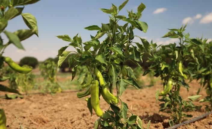 Silivri Belediyesi’nde yazlık sebze hasadı devam ediyor
