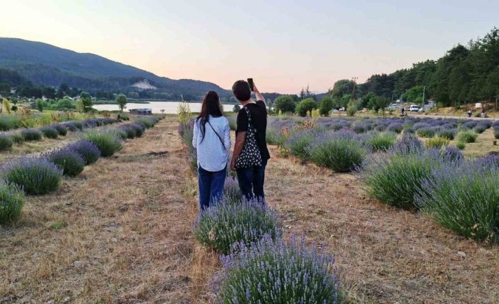 Simav Gölcük Yaylasındaki lavanta bahçesi doğal stüdyo alanı haline geldi