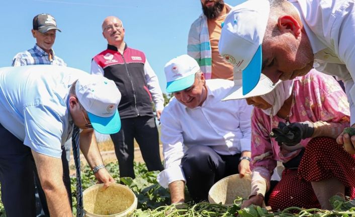 Sındırgı’da Vali İsmail Ustaoğlu kornişon hasadına katıldı