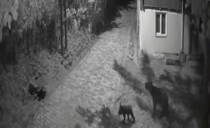 Sinop’ta anne ayı ve yavrularının dut yeme anları kamerada