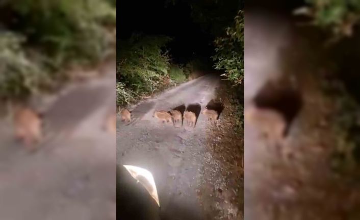 Sinop’ta domuzlar evlerin önüne kadar geldi