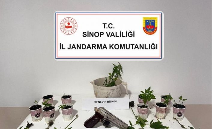 Sinop’ta jandarmadan kenevir operasyonu: 4 şüpheliye adli işlem