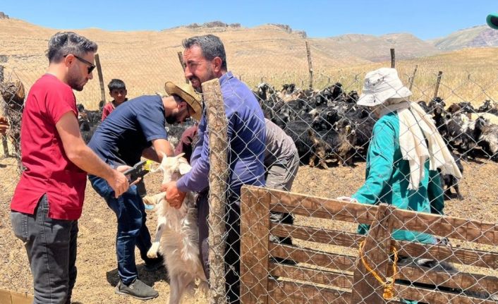 Şırnak’ta küçükbaş hayvanların küpe ve aşıları yapıldı