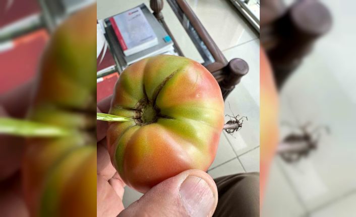 Şırnak’ta şaşkına çeviren olay, domatesin içinde ot yeşerdi