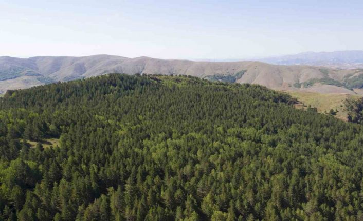 Sivas’ta ormanlara giriş yasaklandı