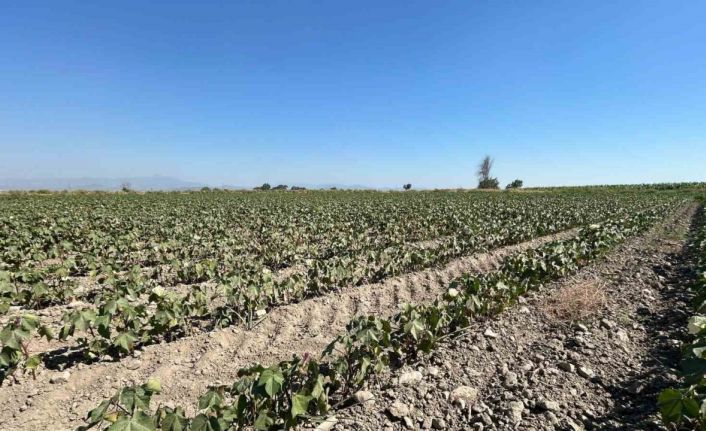 Söke Ovası’nda tarımsal sulama suyu krizi giderek büyüyor