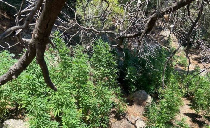 Söke’de 495 kök kenevir ele geçirildi