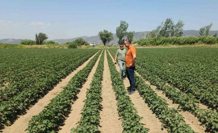 Söke’de ayçiçeği ve pamuk tarlaları incelendi