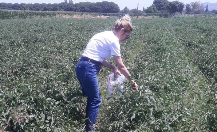 Söke’de hasat öncesi pestisit kontrolü yapıldı