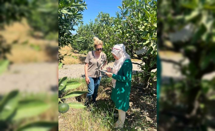 Söke’de tarla ve bahçelerde zararlı kontrolleri gerçekleştirildi