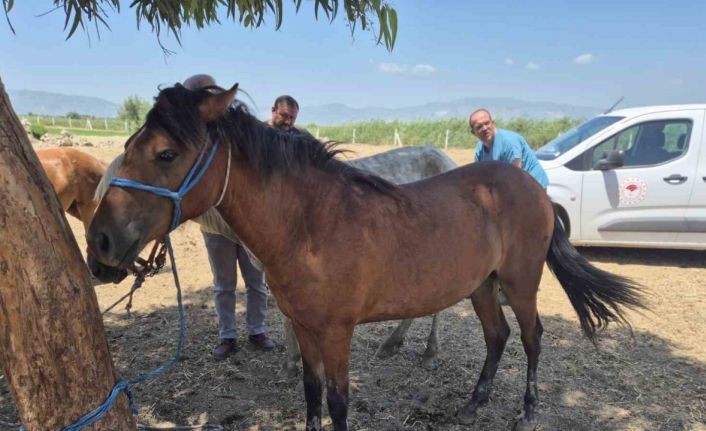 Söke’de tek tırnaklı hayvanlara ruam taraması yapıldı