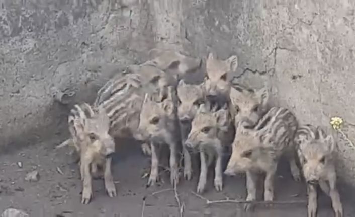 Sulama havuzuna düşen 10 domuz yavrusu kurtarıldı