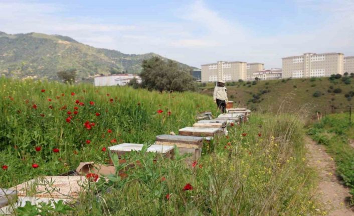 Sultanhisar İlçe Tarım ve Orman Müdürlüğü arıcıları uyardı