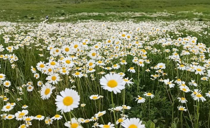Süphan Dağı eteğindeki Sütey Yaylası’nda papatya tarlası hayranlık uyandırıyor