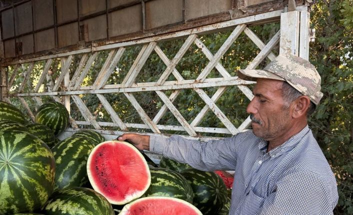 Suruç Ovası’nda yerli karpuzun ilk hasadı buruk başladı