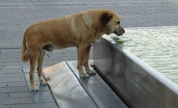 Taksim’de sıcak hava bunalttı: Vatandaşlar gölgelere akın etti