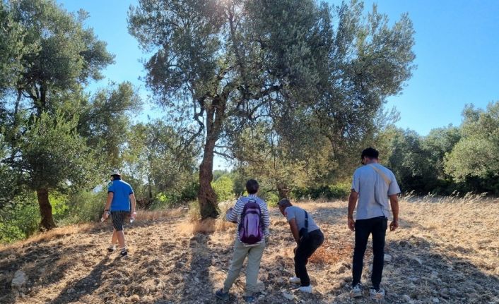 Tarihi zeytin yolları gün yüzüne çıkarılıyor