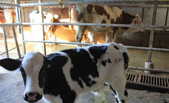 Tarım ve Orman Bakanı Yardımcısı Gümen’den TARPOL’un "şap raporu"na tepki