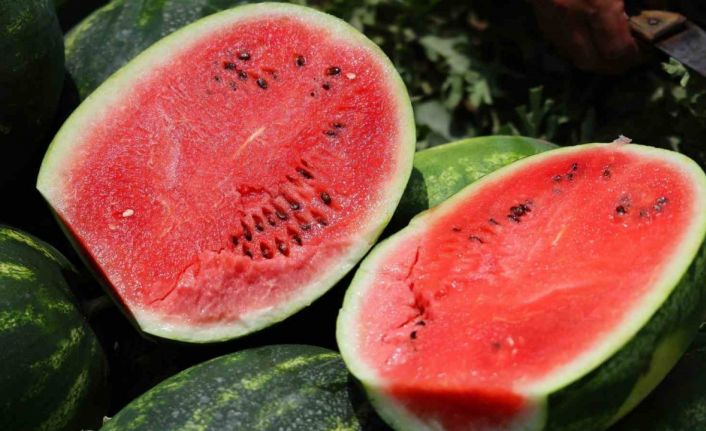 Tarladaki karpuz için öneri: "Belediyeler hasat edip ücretsiz dağıtsın"