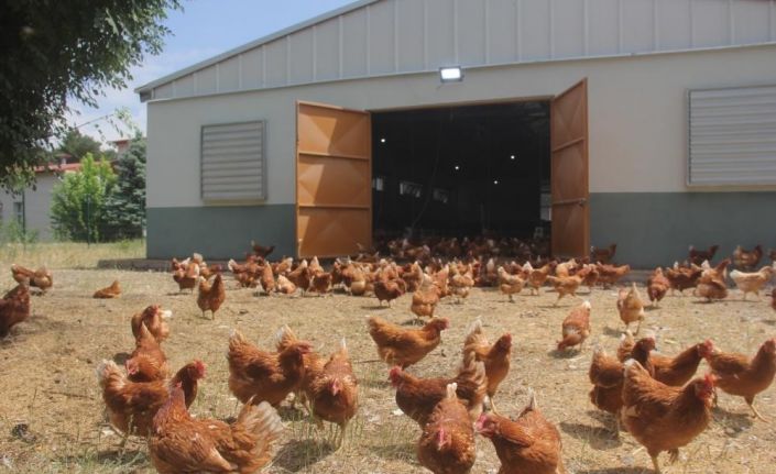 Tavuk eti üretimi Mayıs ayında yüzde 1,8 arttı