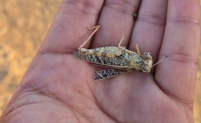 Tekirdağ’da çekirge istilası