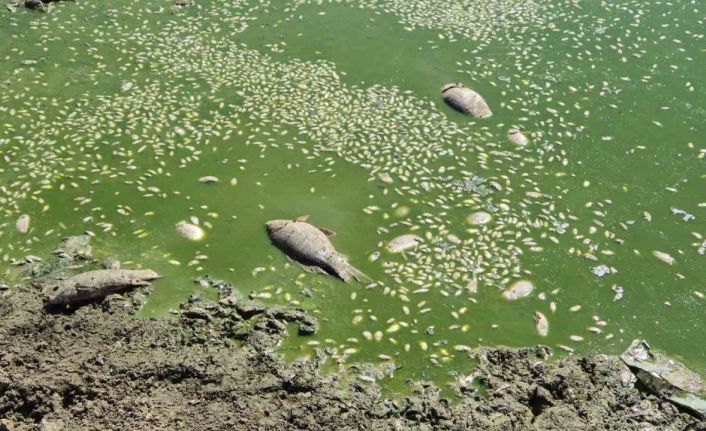 Tekirdağ’da gölet kurudu, balıklar öldü