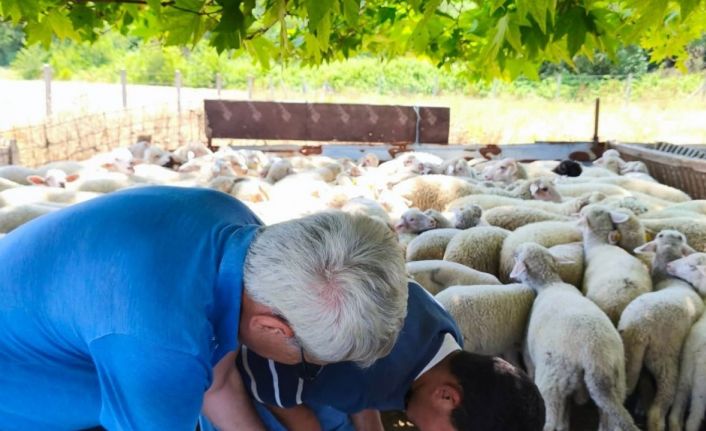 Tekirdağ’da kuzular küpelenip aşılandı