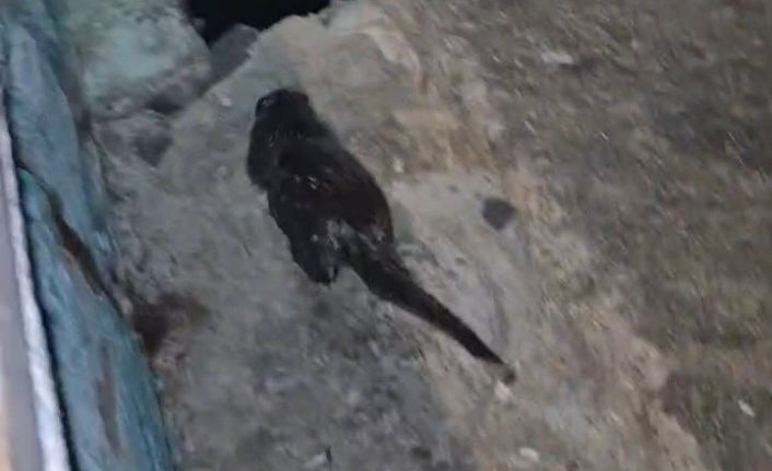 Tekirdağ’da Marmara Denizi kıyısında su samuru yavrusu görüntülendi