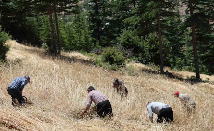 Teknolojinin ulaşamadığı tarlalarda ellik ve orakla hasat başladı