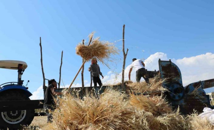 Tercan’da hububat tarlalarında hasat başladı