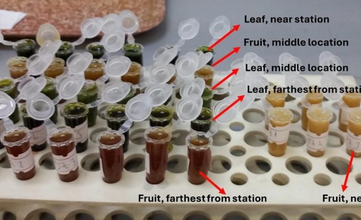 Termik santral çevresindeki zeytinlerde ağır metal alarmı