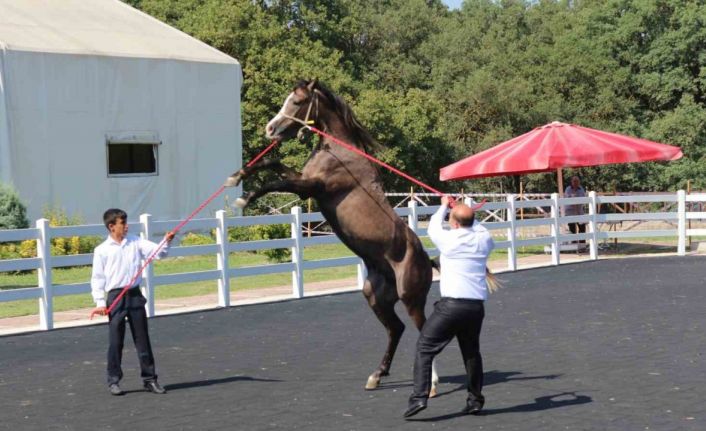 TİGEM tay satışından tek seferde 23 milyon 45 bin liralık gelir elde etti