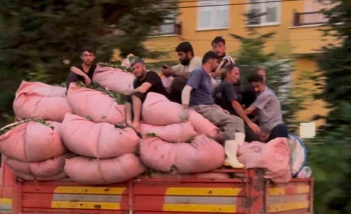 Tıka basa çay dolu kamyonun kasasında tehlikeli yolculuk