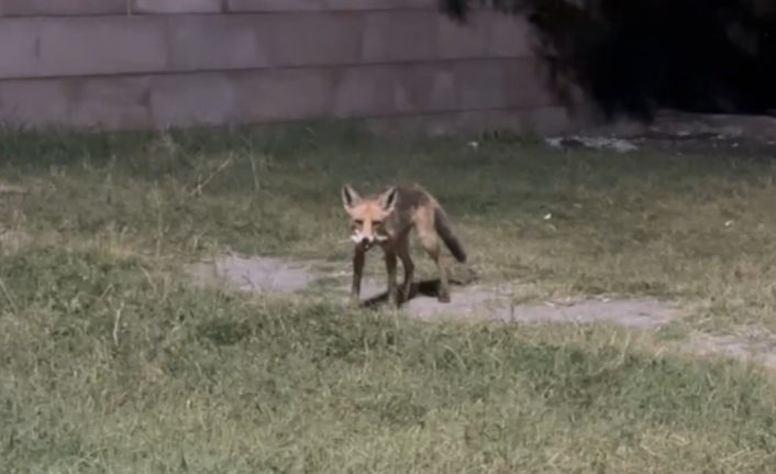 Tilkilere ziyafet, doğaya ihanet: Ekşisu’da duyarsızlık kamerada