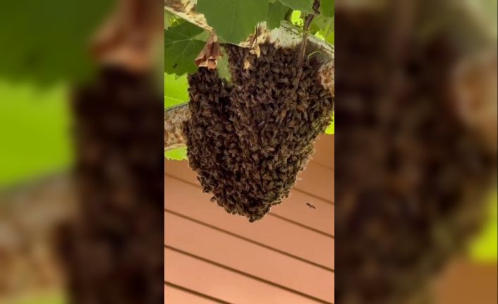 Trabzon’da evin girişini arılar bastı; anne, tencere kapaklarıyla çocuklarını korudu