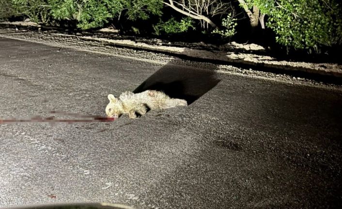 Tunceli’de aracın çarptığı yavru ayı telef oldu