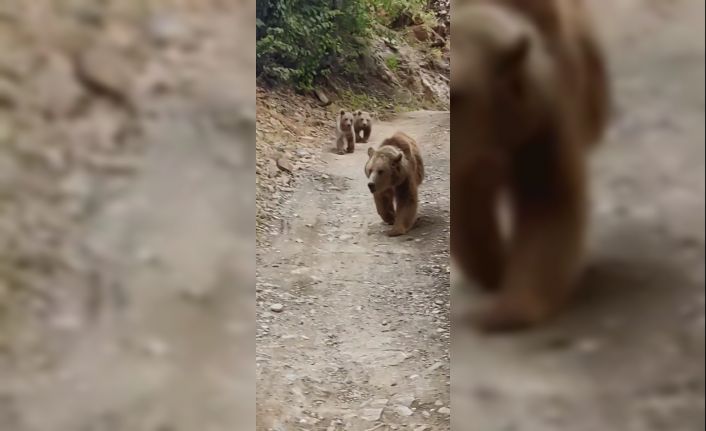 Tunceli’de dağ keçileri ve ayı ailesi kamerada