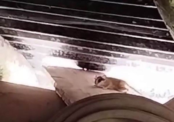 Tunceli’de ilk kez görüntülendi, sevimli hareketleriyle dikkatleri üzerine çekti