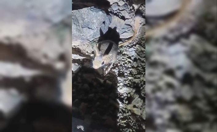Tunceli’de nesli tükenme tehlikesi altında bulunan Arap tavşanı görüldü