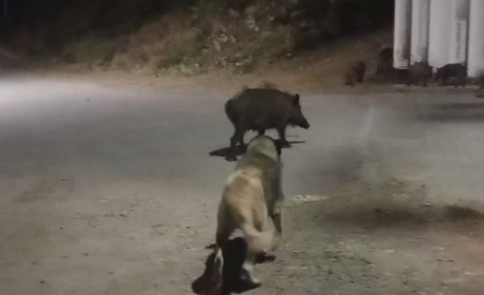 Tunceli’de yaban domuzları şehre indi