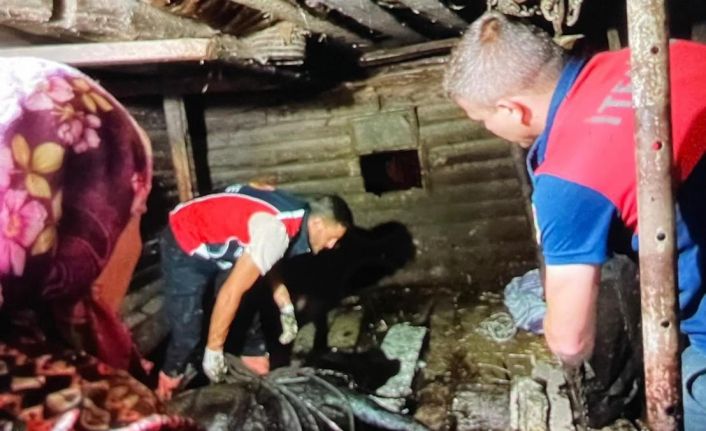 Türkeli’de ahır çöktü, büyükbaş hayvan kurtarıldı