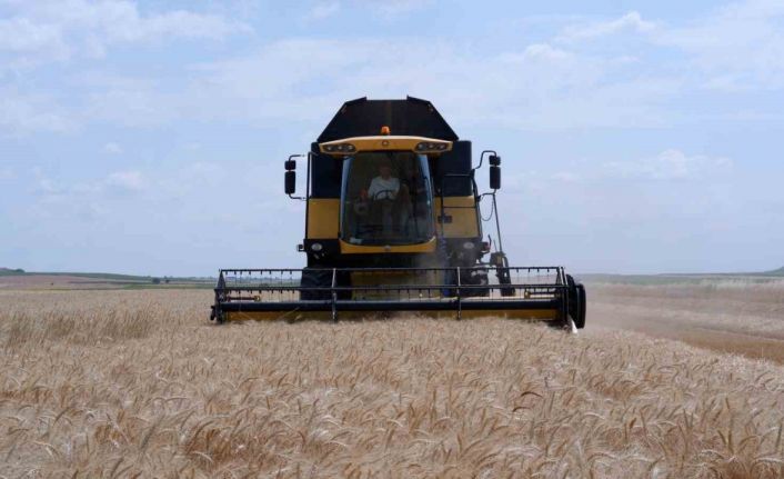 Türkiye’nin buğday merkezlerinden Edirne’de çiftçinin yüzü gülüyor