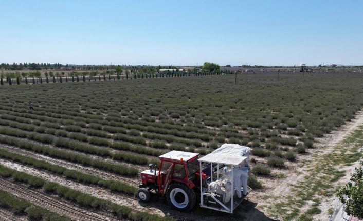 Türkiye’nin en büyük Lavanta Bahçesi’nde hasat zamanı