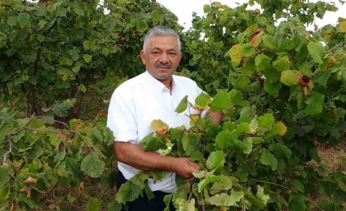 Türkiye’nin fındık rekoltesinde ciddi düşüş
